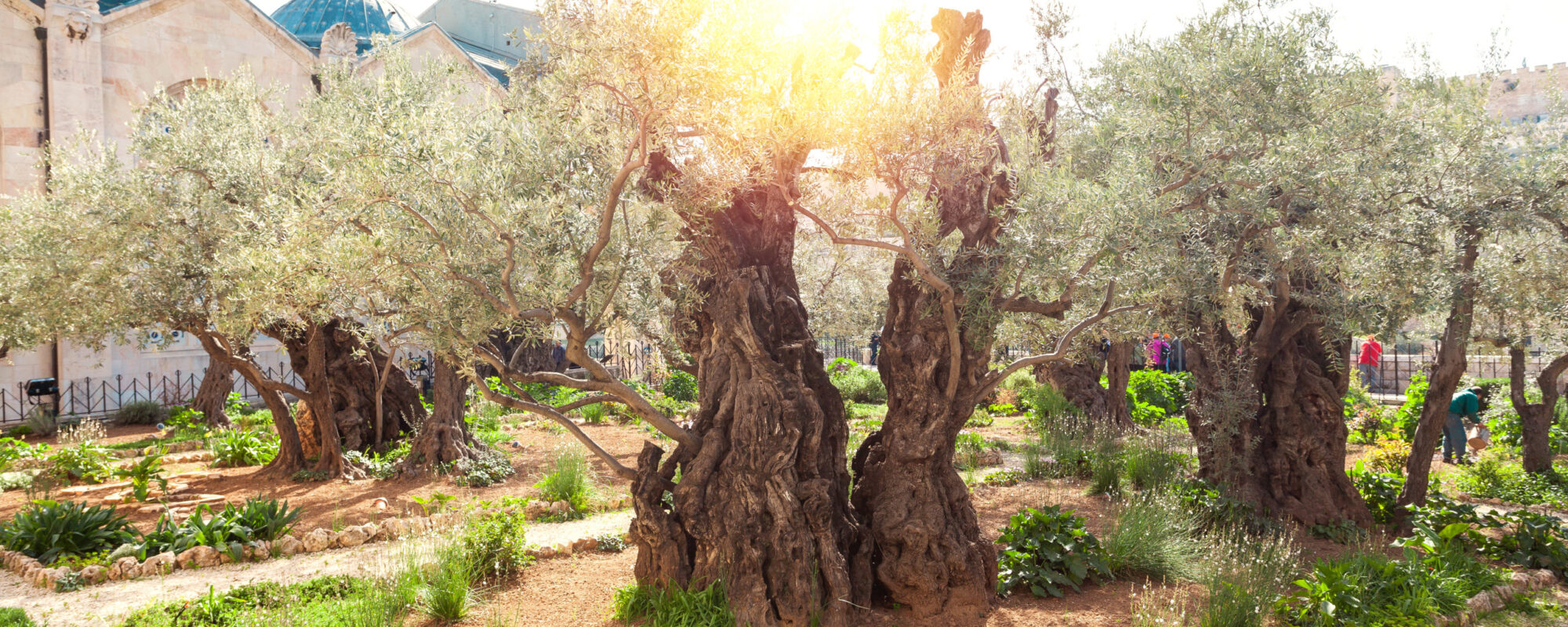 Olivengarten in Israel