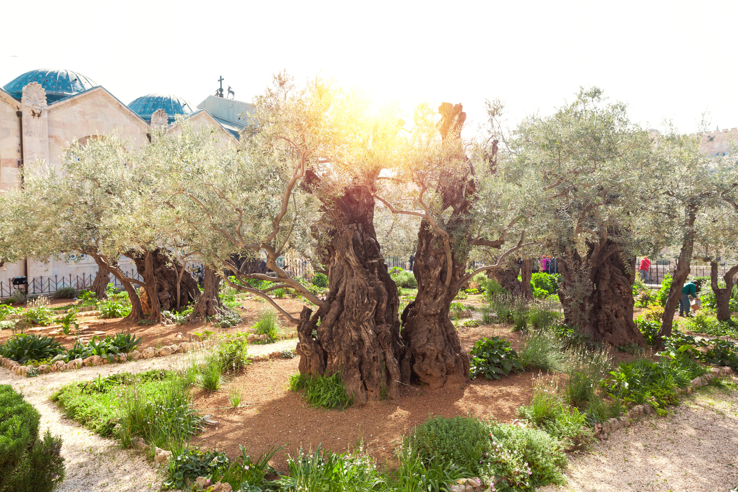 Olivengarten in Israel