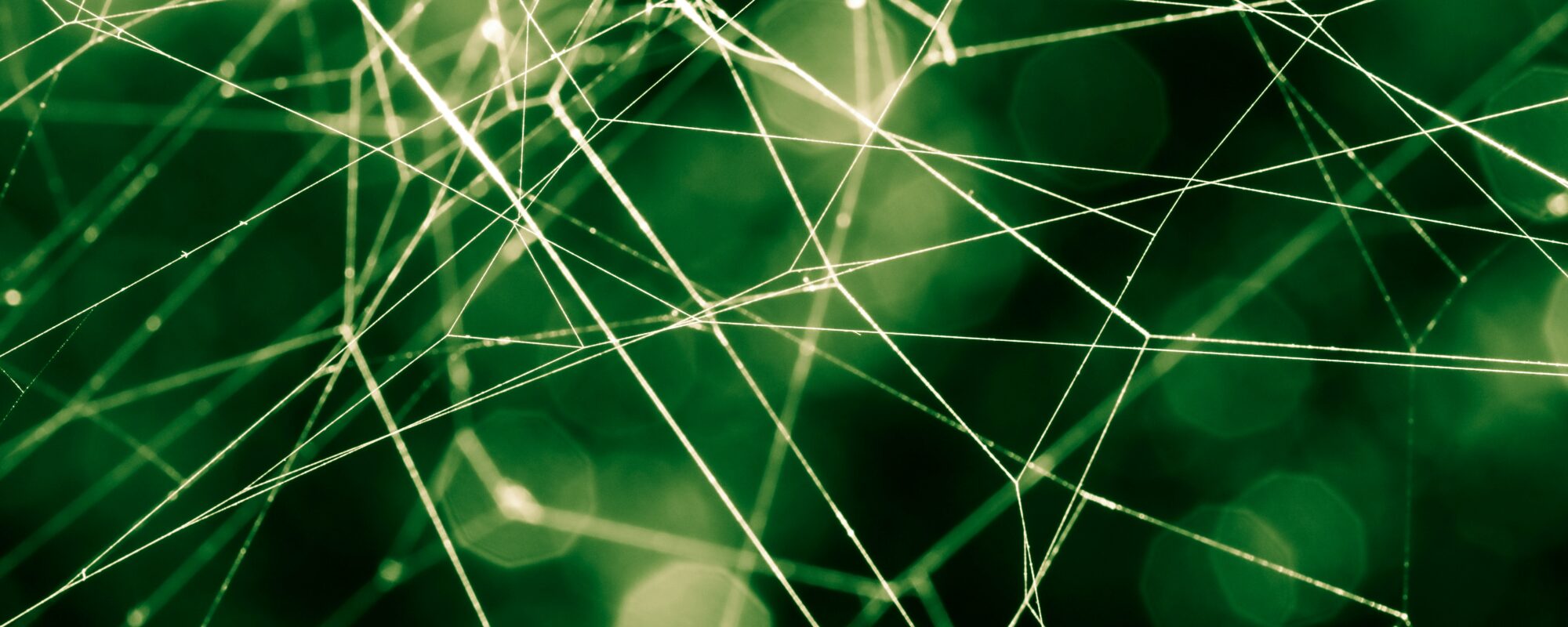 Symbolbild Vernetzung mit Spinnenwebe vor grünem Hintergrund